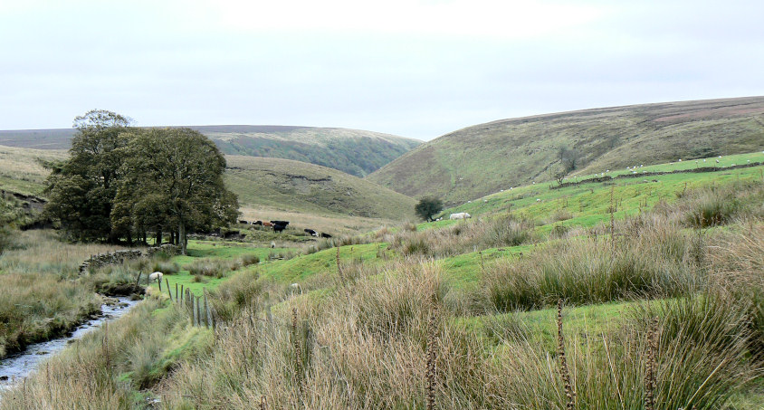 Cut-Thorn Hill Cut-Thorn Hill
